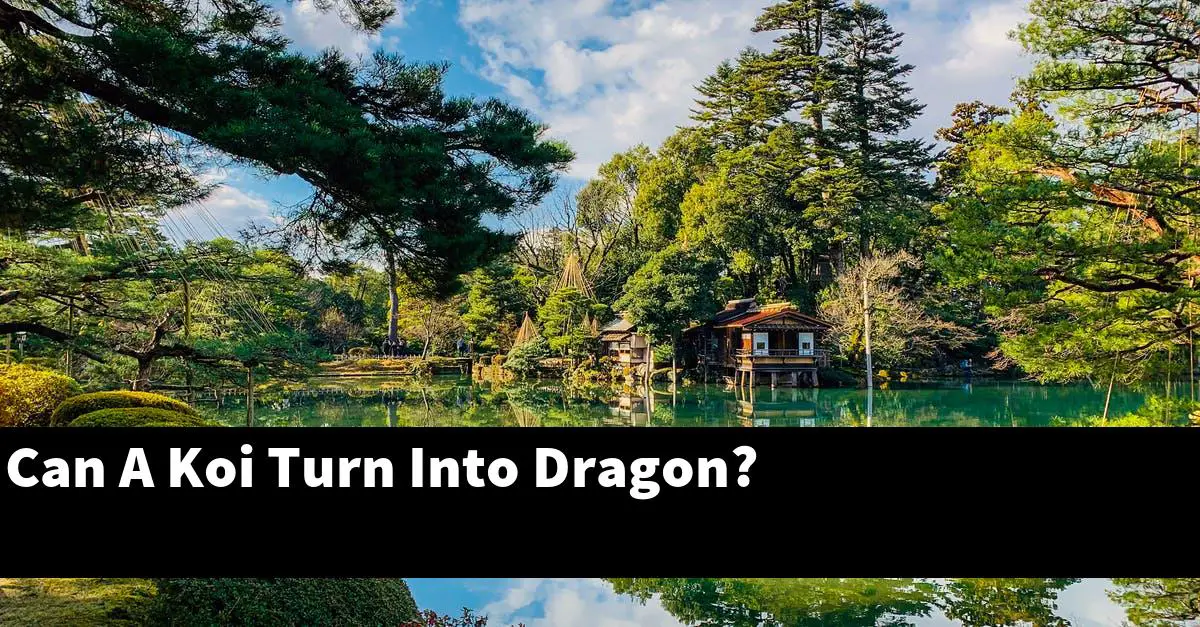 Can A Koi Turn Into Dragon?