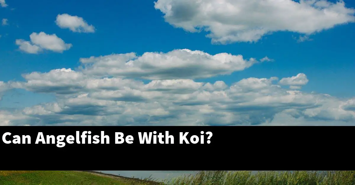 Can Angelfish Be With Koi?