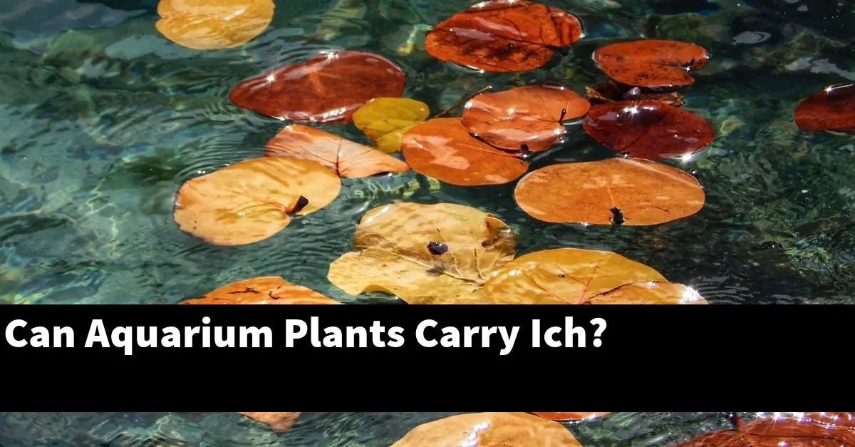 Can Aquarium Plants Carry Ich?