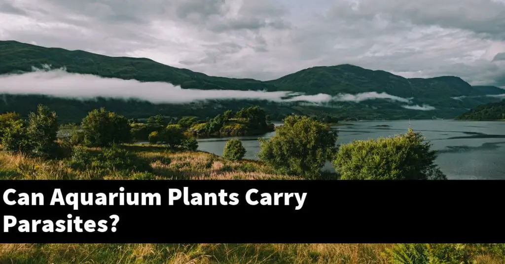 Can Aquarium Plants Carry Parasites? [2024 Guide] Gold Koi Fish