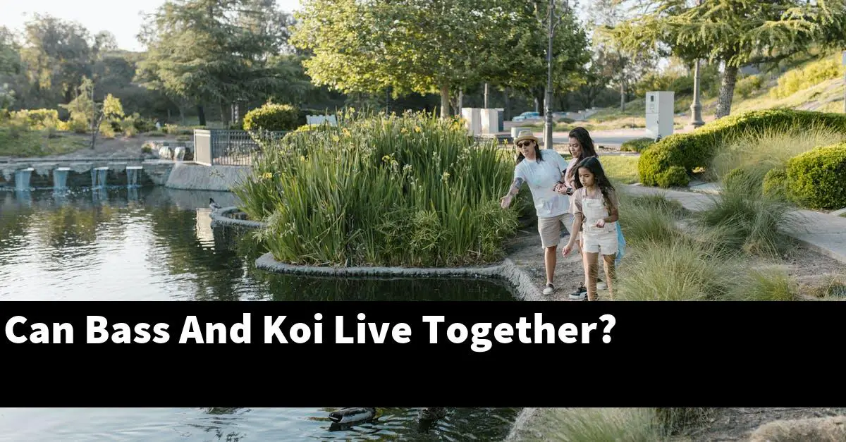 Can Bass And Koi Live Together?