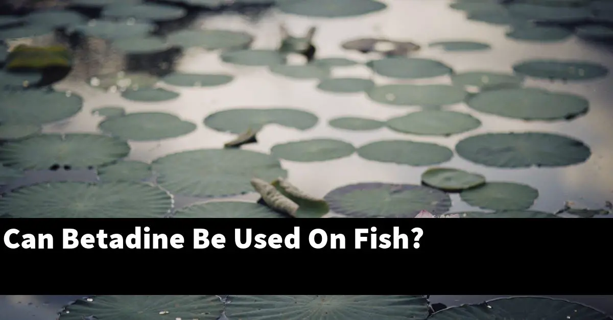 Can Betadine Be Used On Fish?