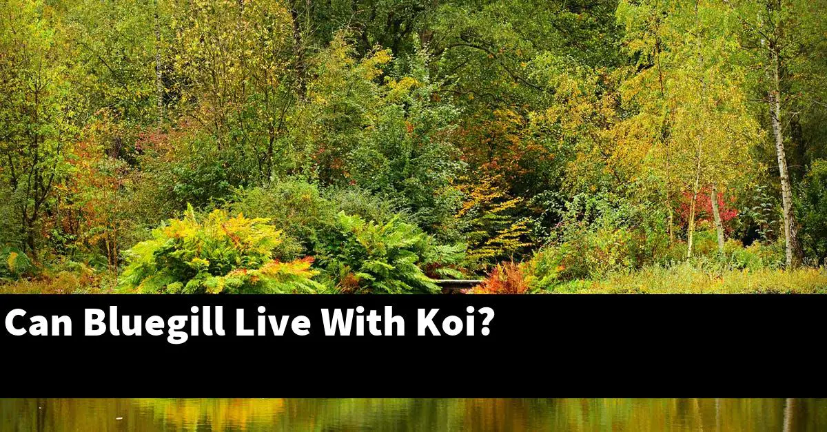Can Bluegill Live With Koi?