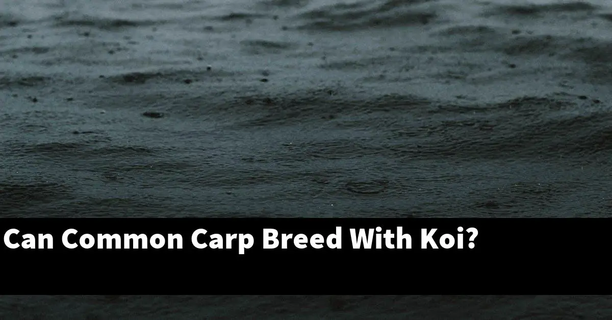 Can Common Carp Breed With Koi?