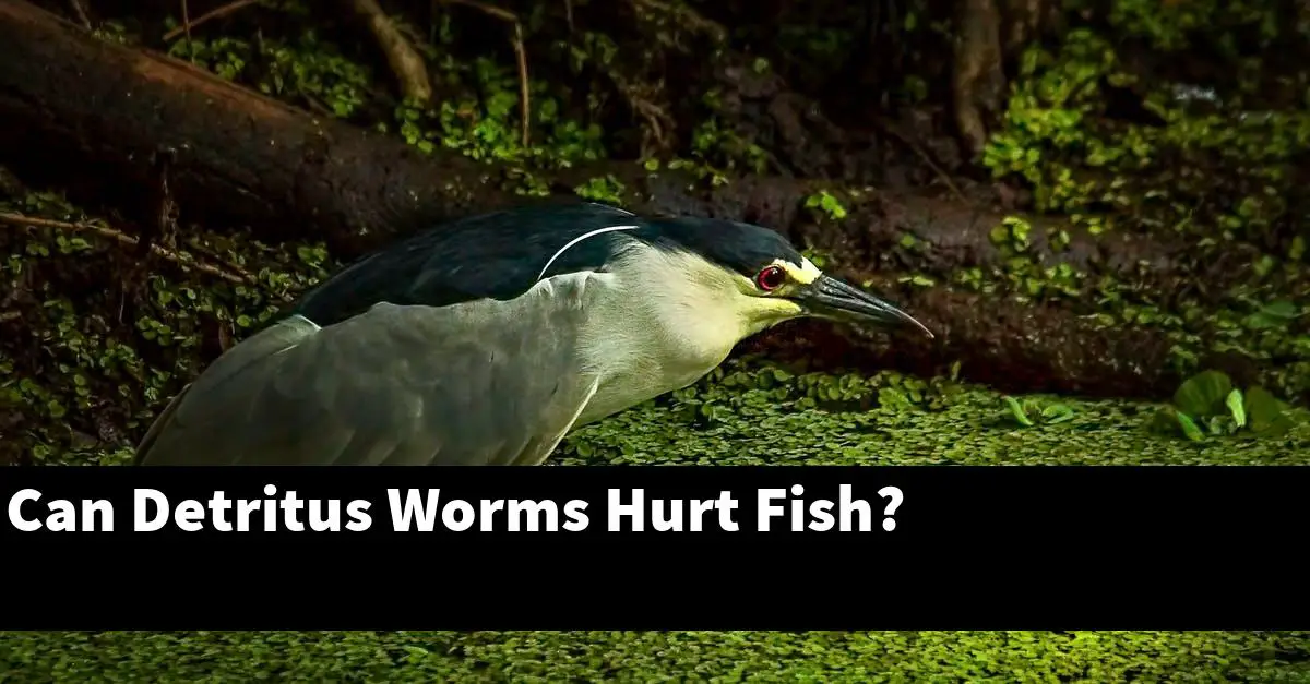 Can Detritus Worms Hurt Fish?