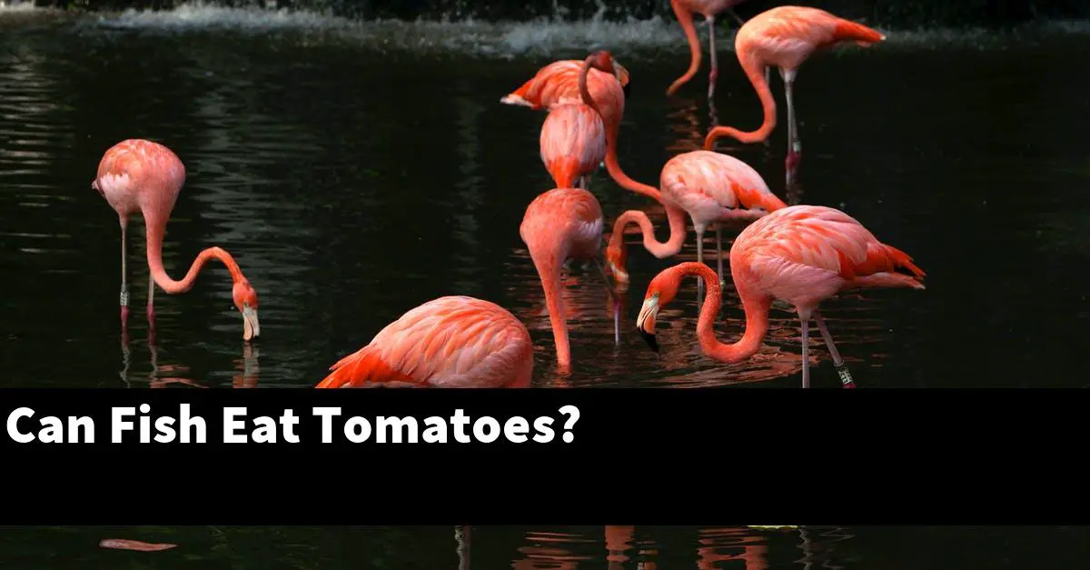 Can Fish Eat Tomatoes?