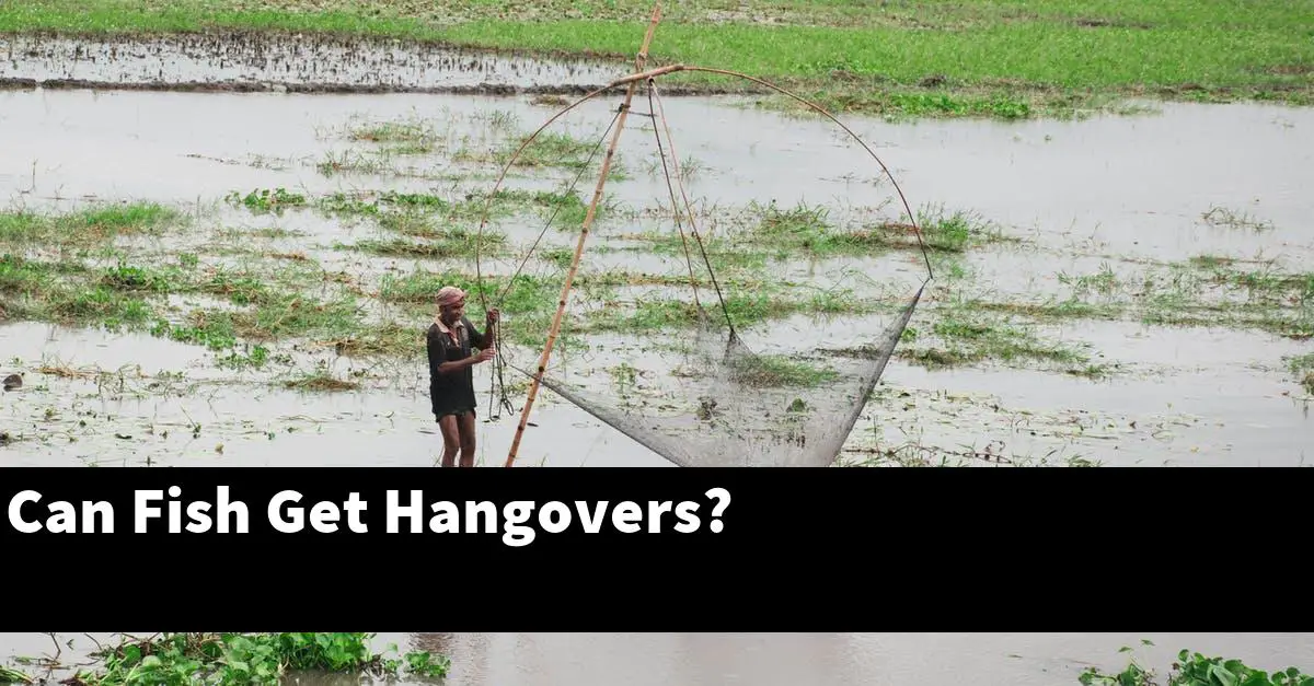 Can Fish Get Hangovers?