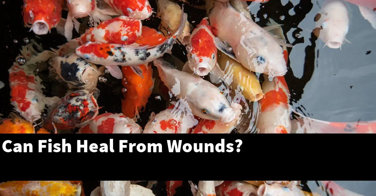 Can Fish Heal From Wounds?
