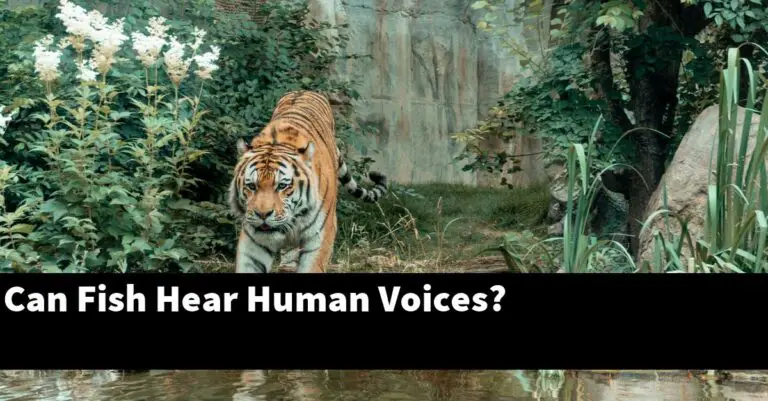 Can Fish Hear Human Voices? [2025 Guide] - Gold Koi Fish