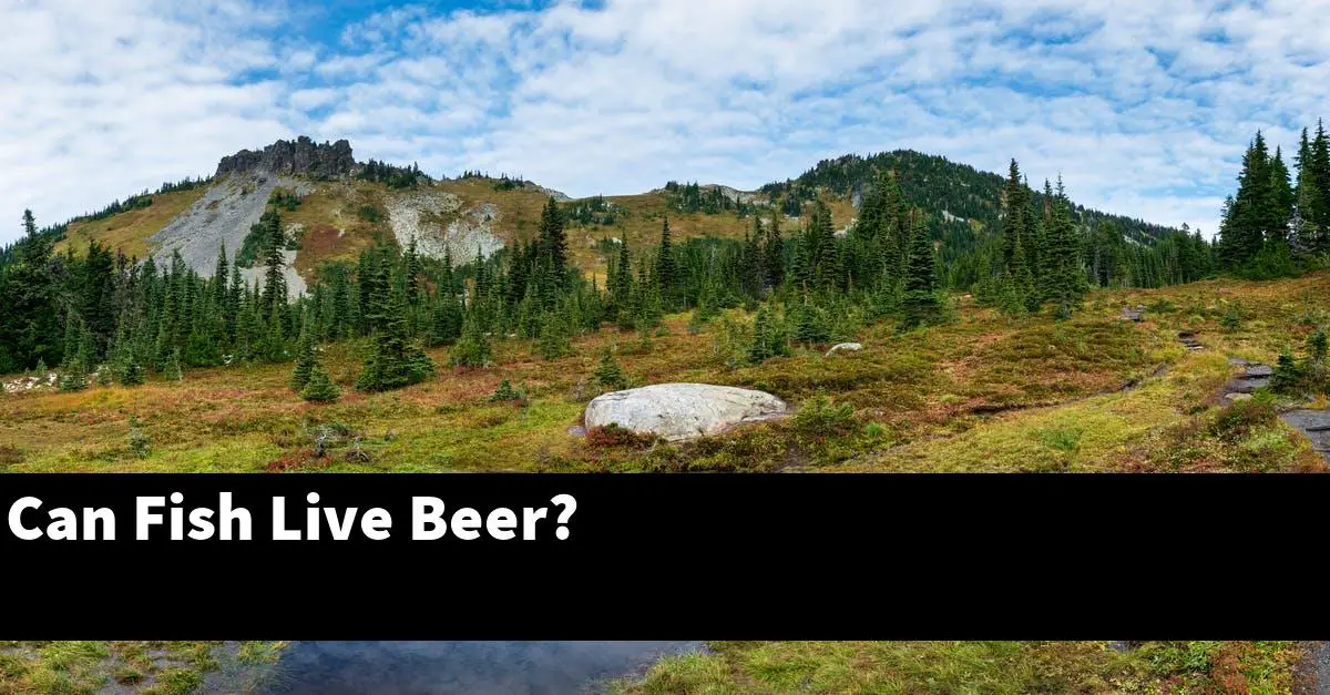 Can Fish Live Beer?