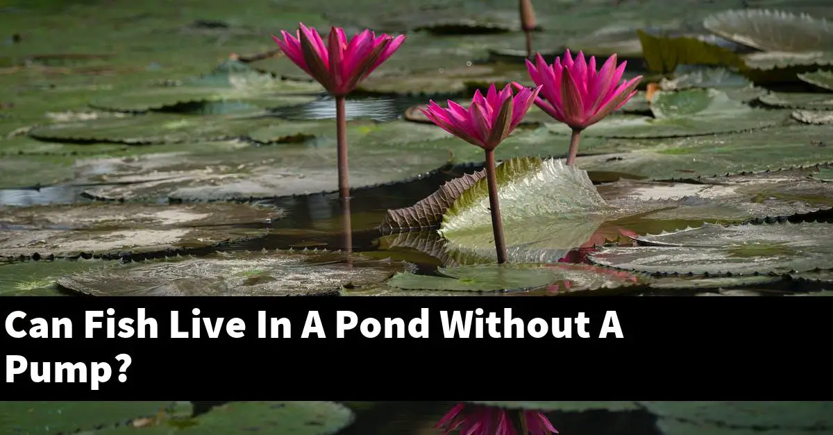 Can Fish Live In A Pond Without A Pump?
