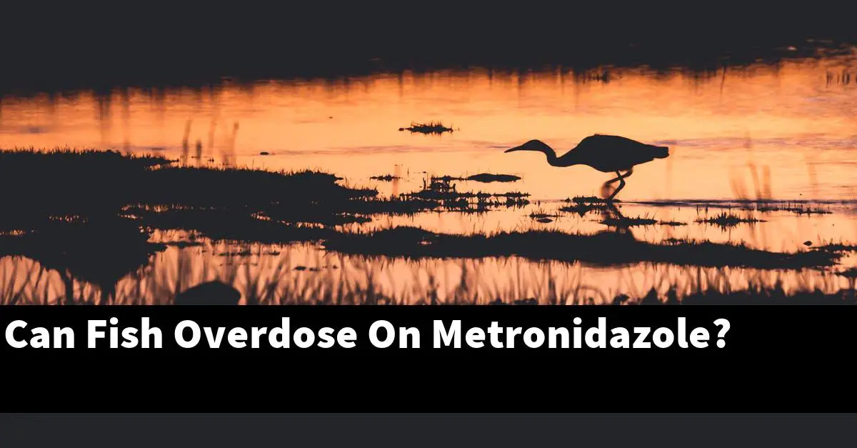 Can Fish Overdose On Metronidazole?