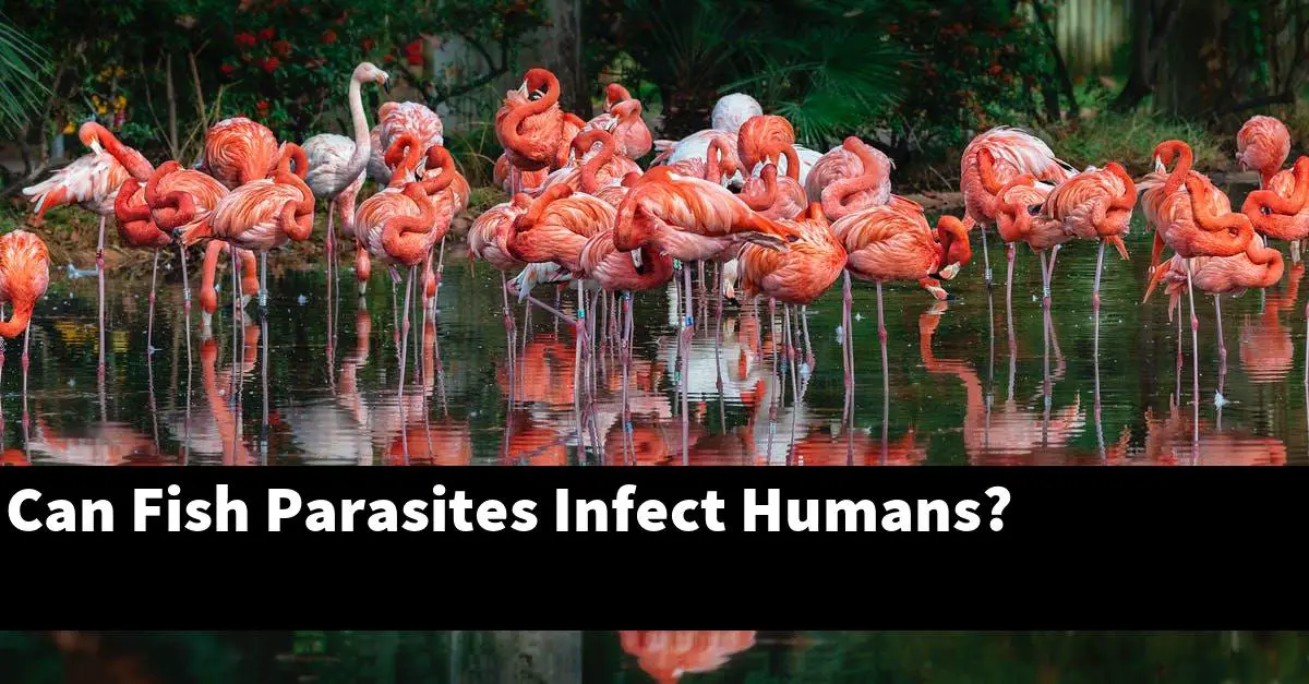 Can Fish Parasites Infect Humans?