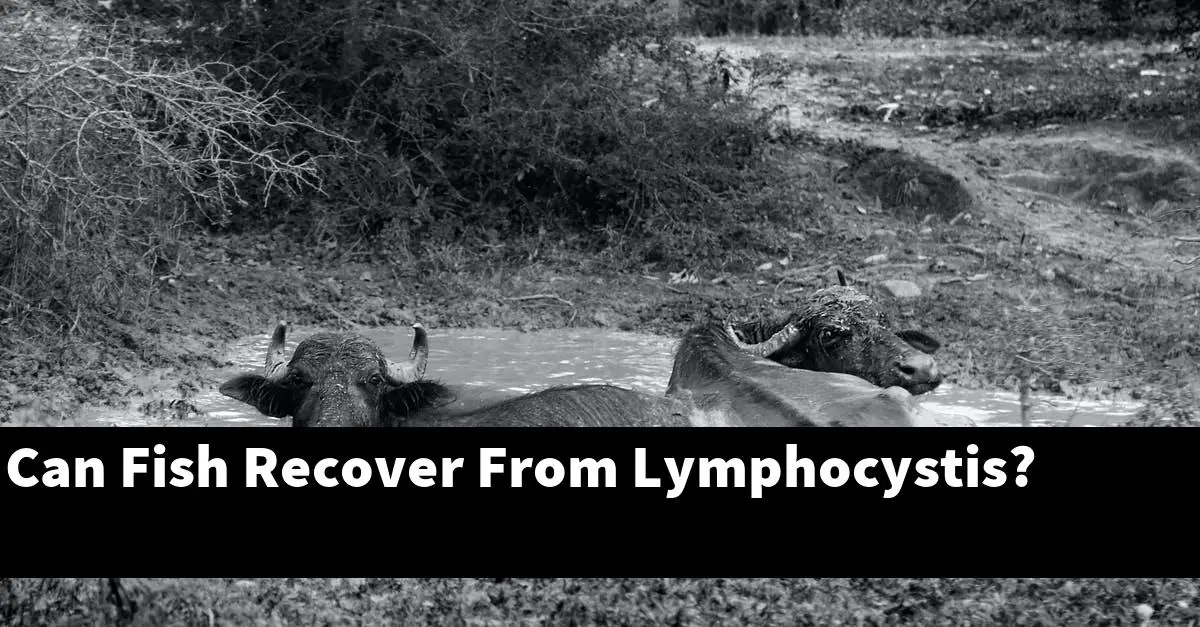 Can Fish Recover From Lymphocystis?