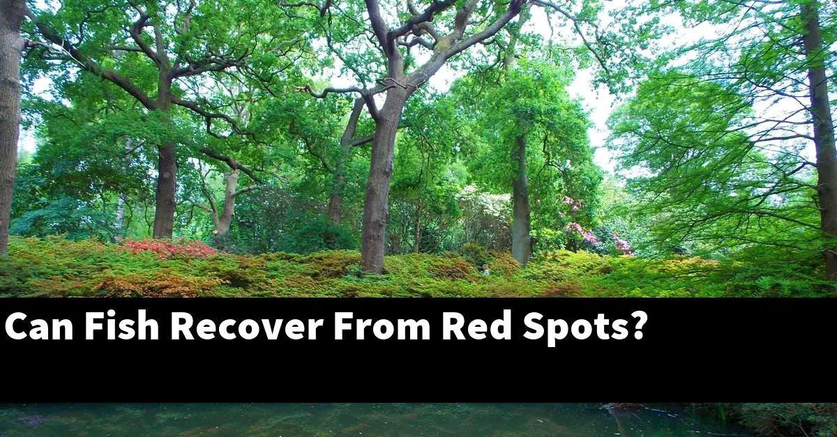 Can Fish Recover From Red Spots?