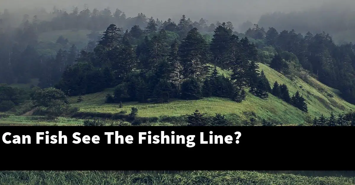 Can Fish See The Fishing Line?