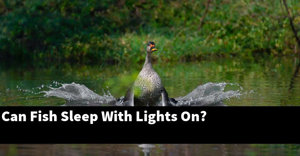 Can Fish Sleep With Lights On?