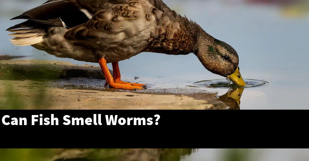 Can Fish Smell Worms?