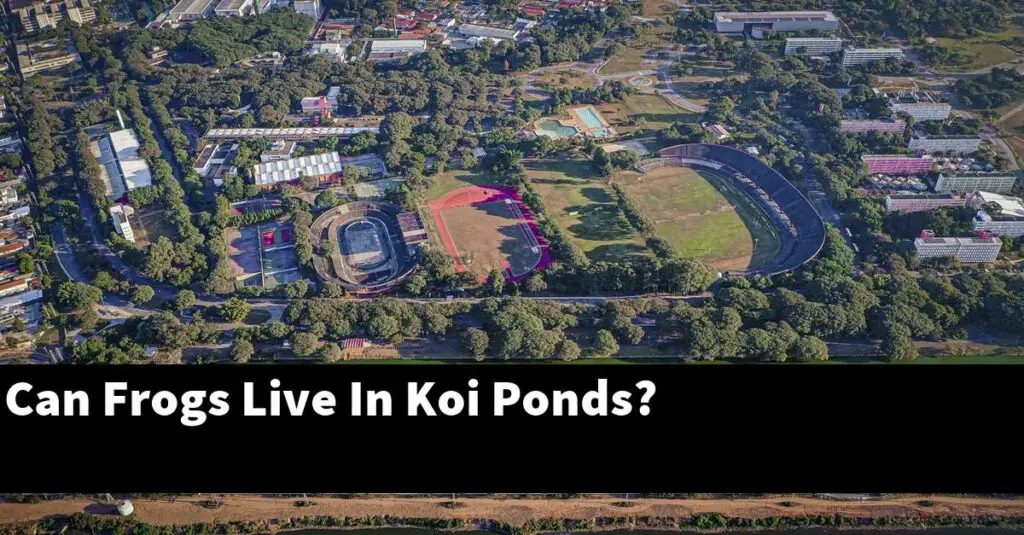 Can Frogs Live In Koi Ponds? [2024 Guide] Gold Koi Fish