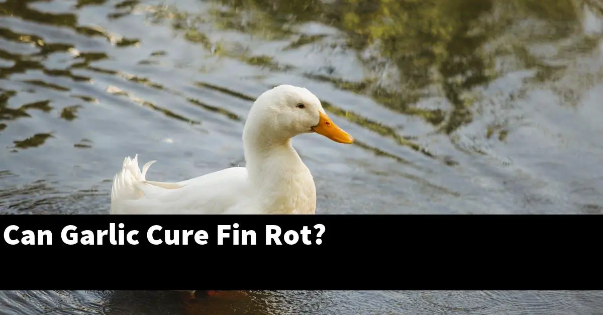 Can Garlic Cure Fin Rot?