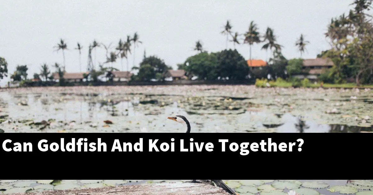 Can Goldfish And Koi Live Together?