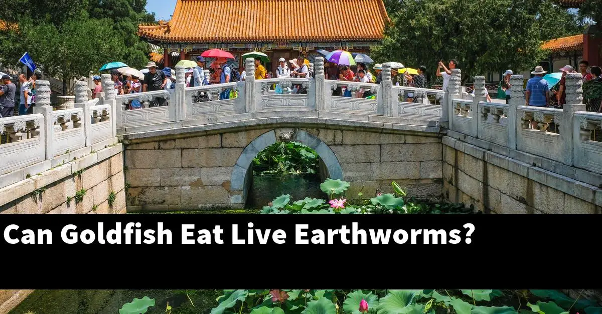 Can Goldfish Eat Live Earthworms?