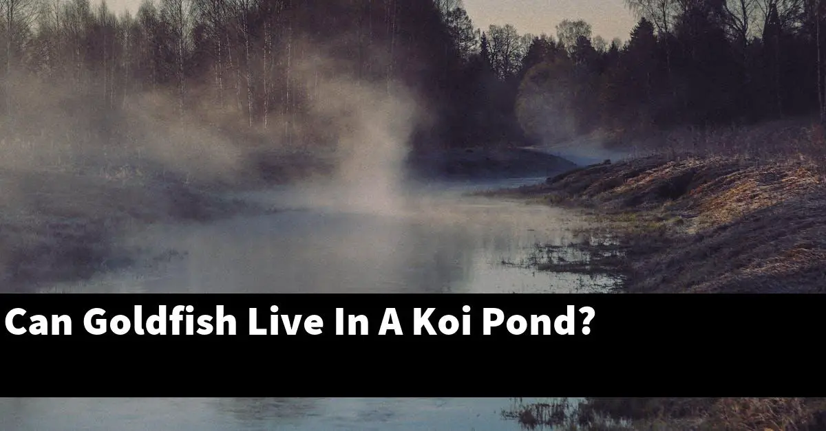 Can Goldfish Live In A Koi Pond?