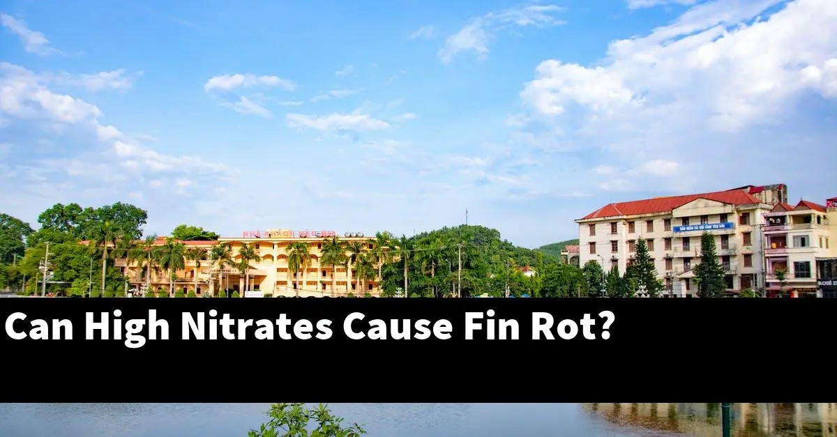 Can High Nitrates Cause Fin Rot?