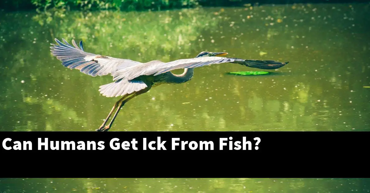 Can Humans Get Ick From Fish?