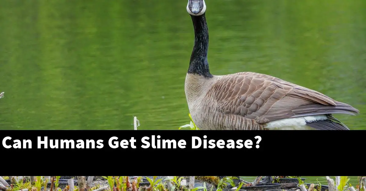 Can Humans Get Slime Disease?