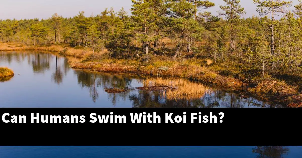 Can Humans Swim With Koi Fish?