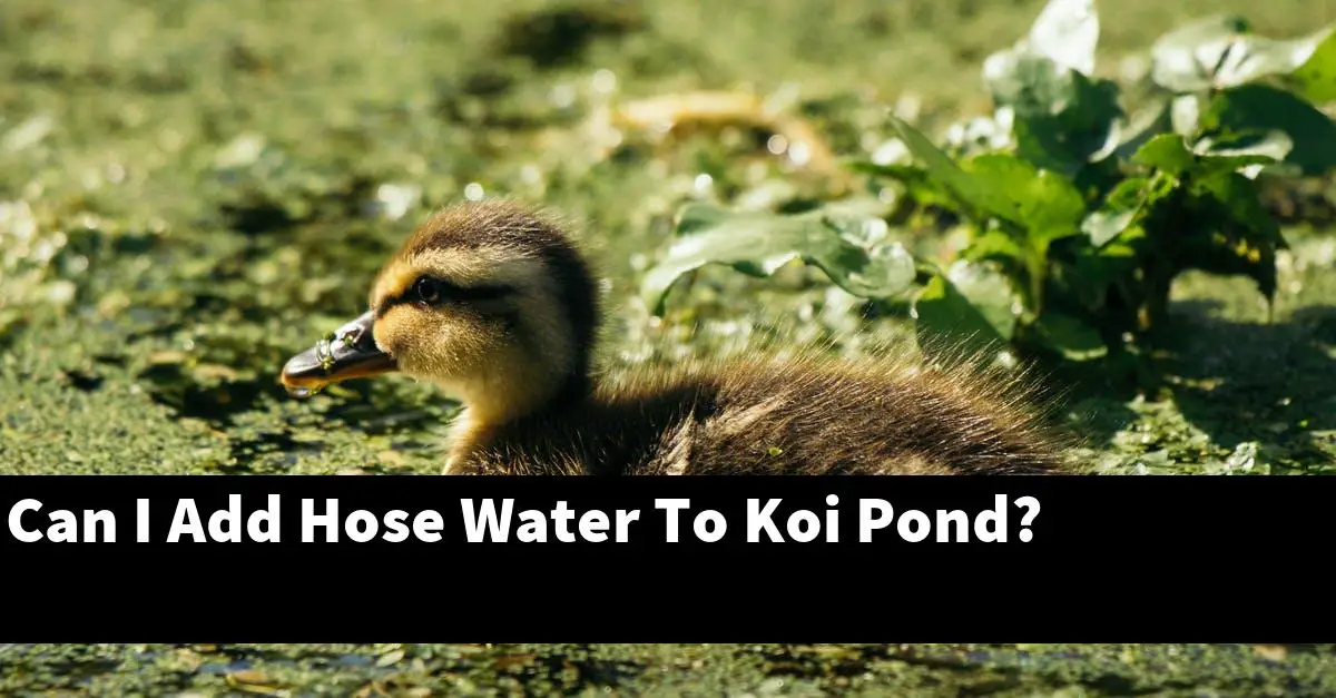Can I Add Hose Water To Koi Pond?