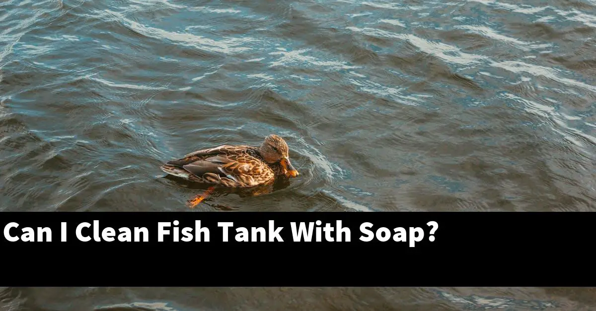 Can I Clean Fish Tank With Soap?