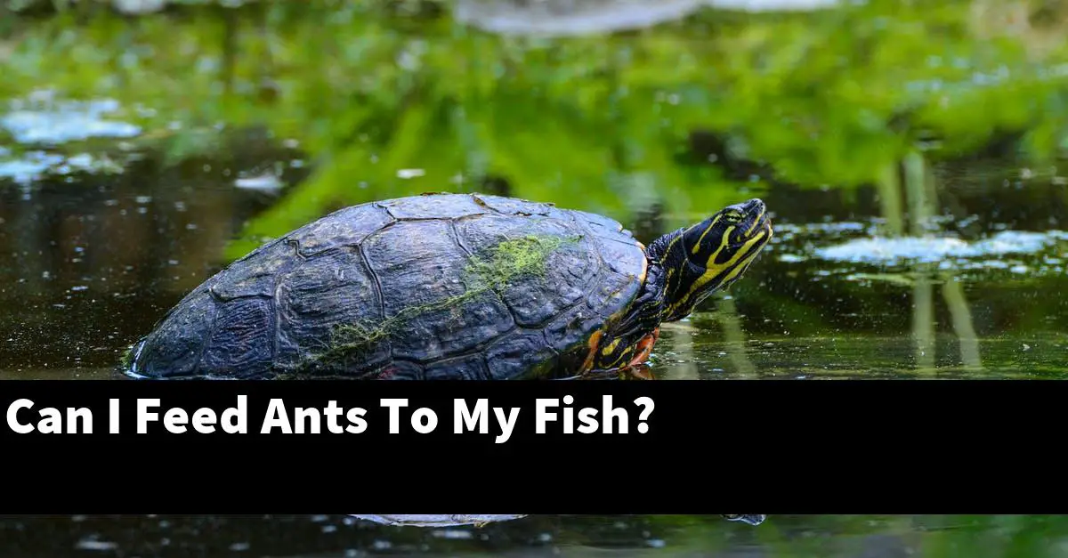 Can I Feed Ants To My Fish?