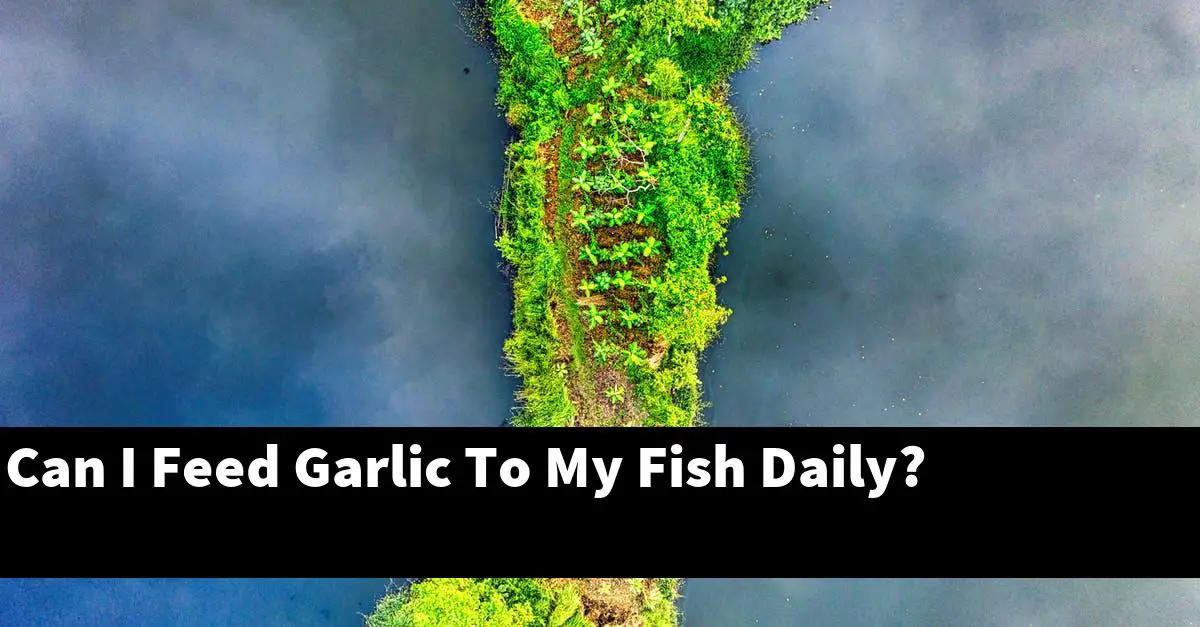Can I Feed Garlic To My Fish Daily?
