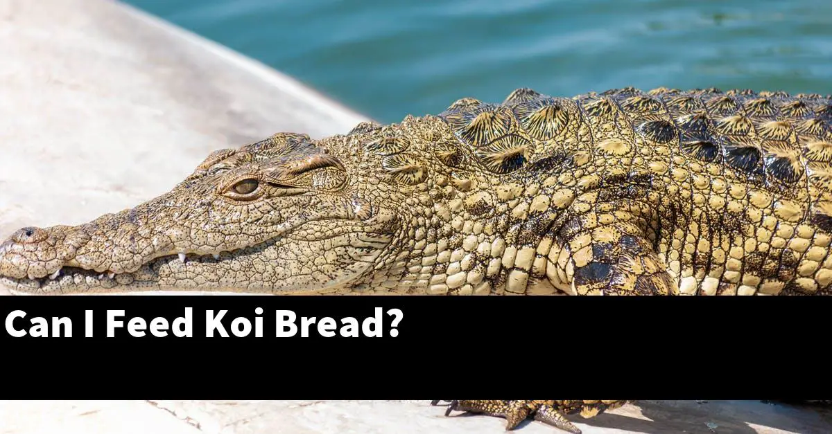 Can I Feed Koi Bread?