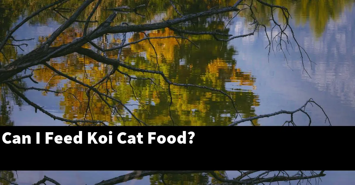 Can I Feed Koi Cat Food?