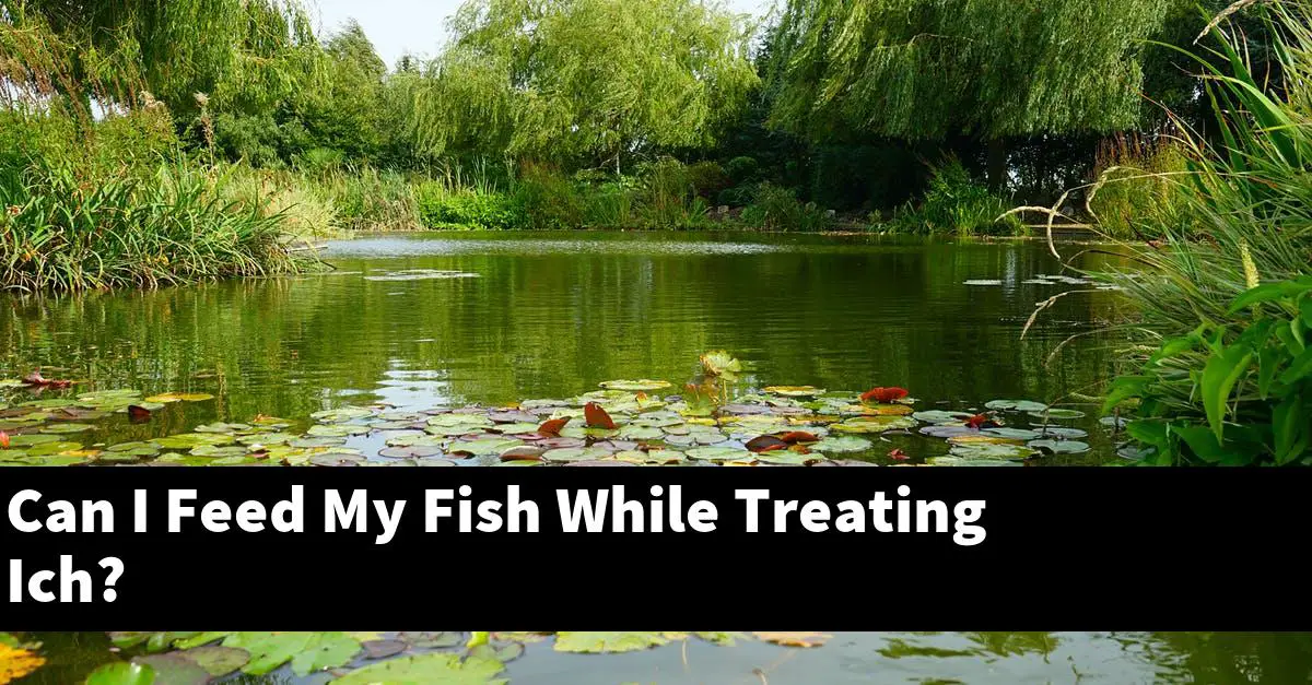Can I Feed My Fish While Treating Ich?