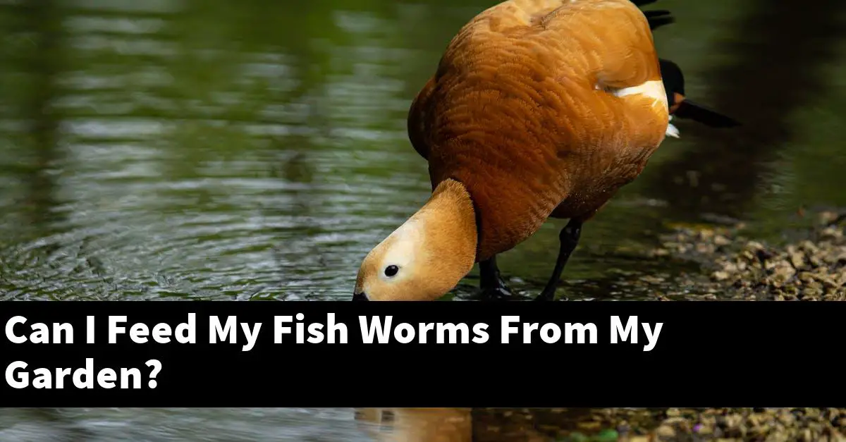 Can I Feed My Fish Worms From My Garden?