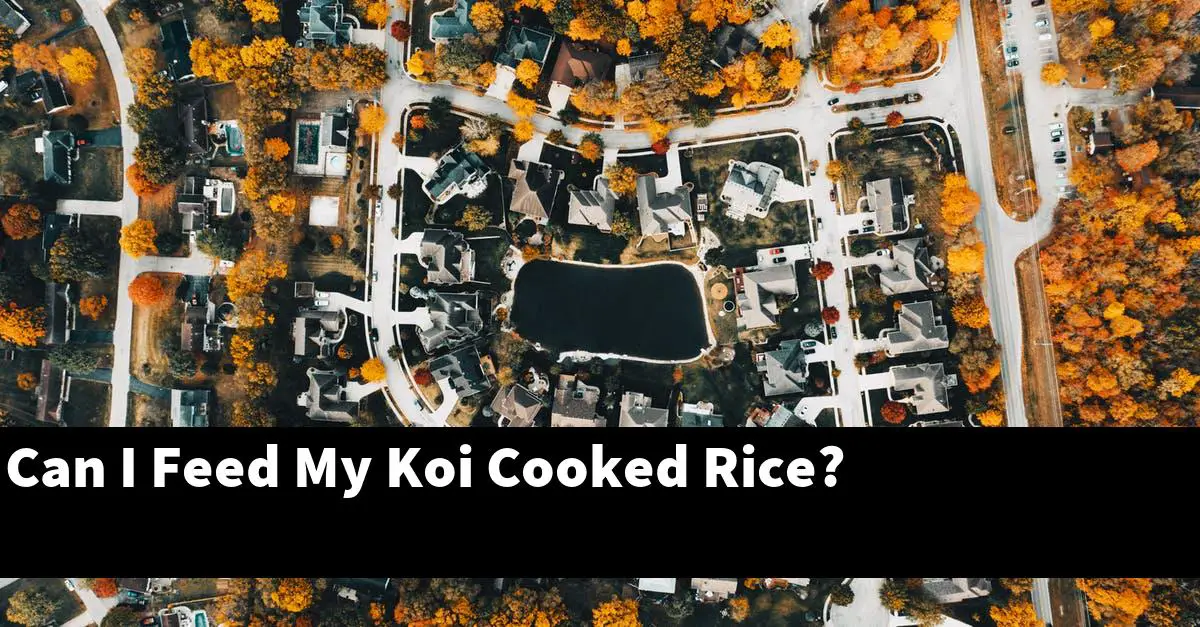 Can I Feed My Koi Cooked Rice?