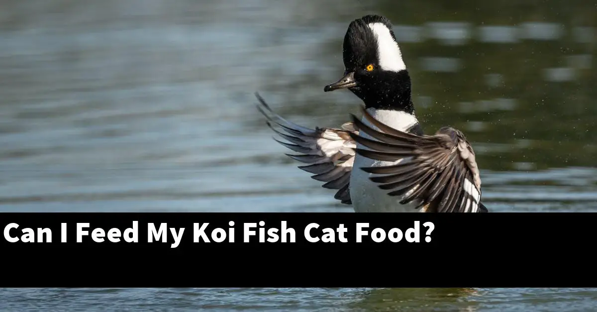 Can I Feed My Koi Fish Cat Food?