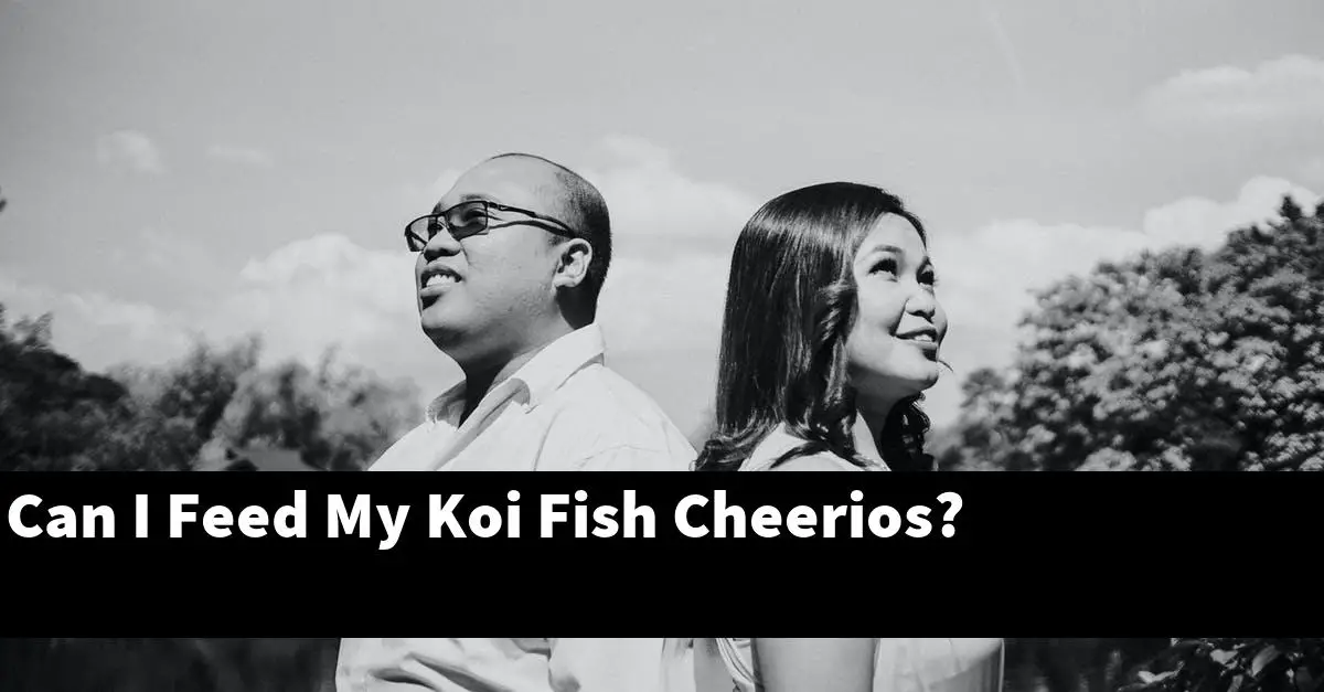 Can I Feed My Koi Fish Cheerios?