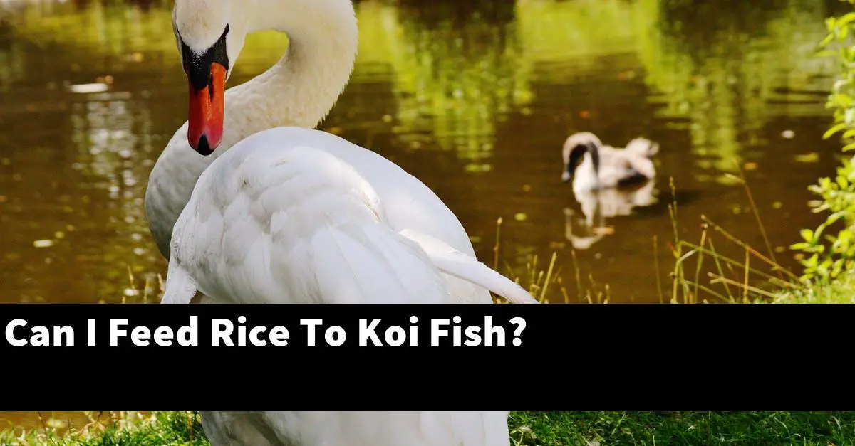 Can I Feed Rice To Koi Fish?