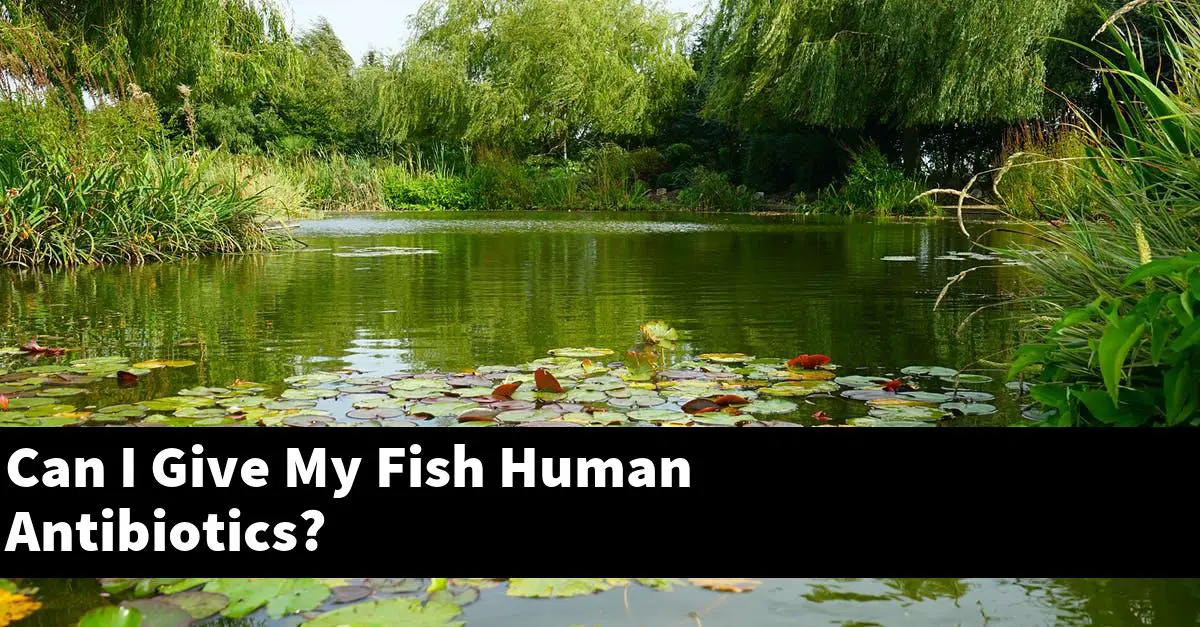 Can I Give My Fish Human Antibiotics?