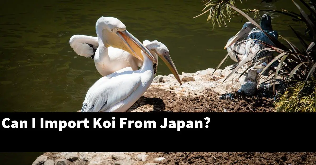 Can I Import Koi From Japan?