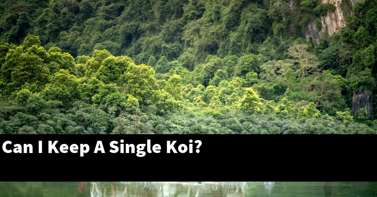 Can I Keep A Single Koi?
