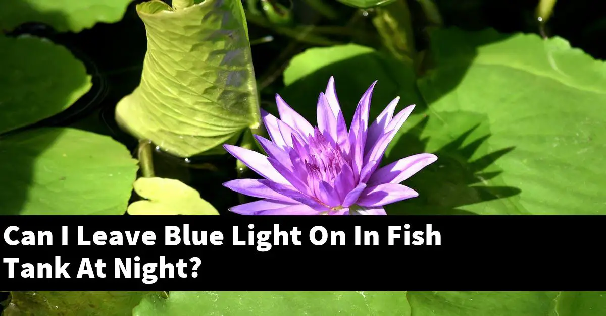 Can I Leave Blue Light On In Fish Tank At Night?