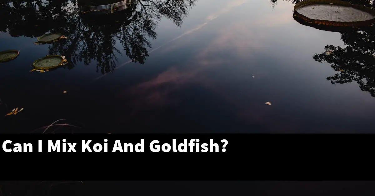 Can I Mix Koi And Goldfish?