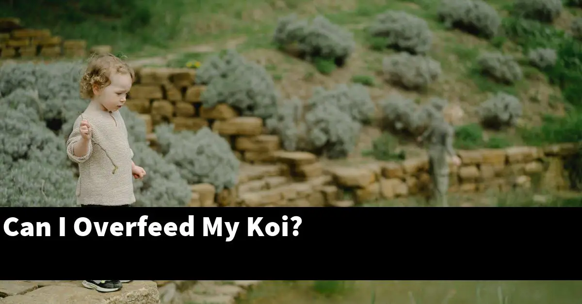Can I Overfeed My Koi?