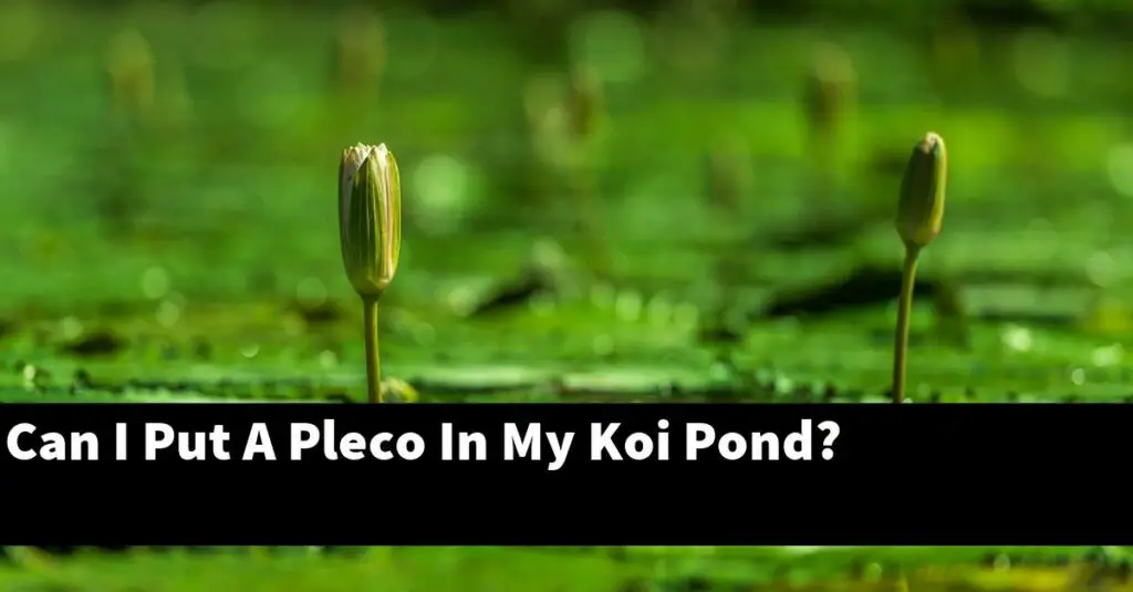 Can I Put A Pleco In My Koi Pond? [2024 Guide] Gold Koi Fish